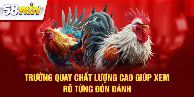 Đá Gà Trực Tiếp C1