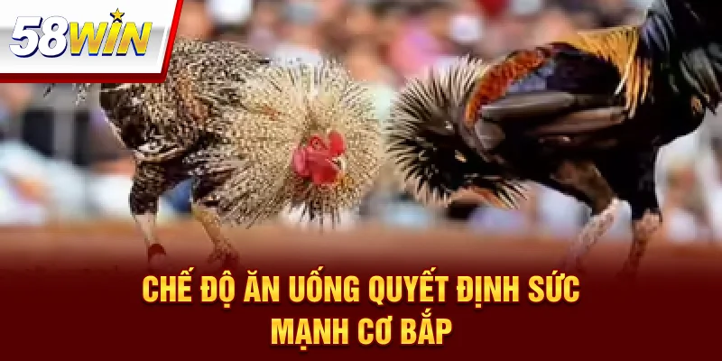 Kỹ Thuật Chăm Gà Chọi