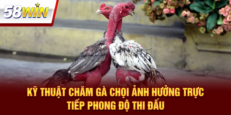 Kỹ Thuật Chăm Gà Chọi